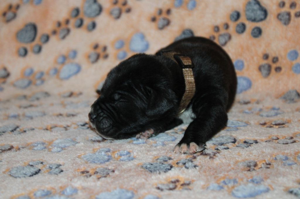 du Domaine Des Terres Noires - Chiots disponibles - Cane Corso