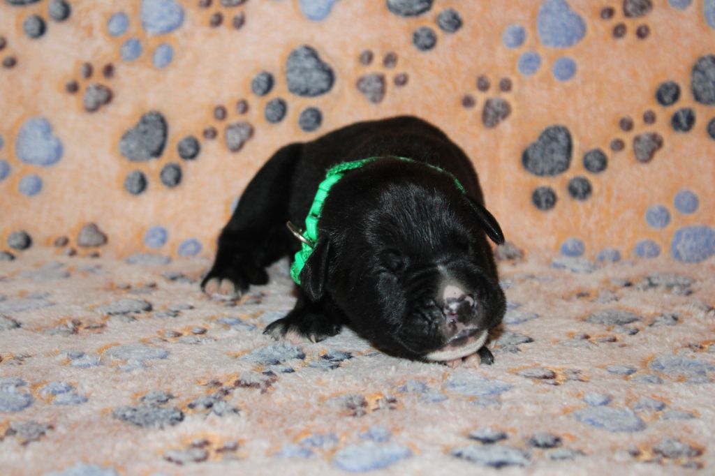 du Domaine Des Terres Noires - Chiots disponibles - Cane Corso
