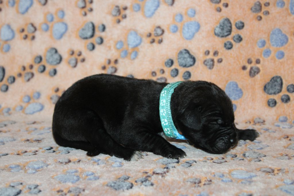 du Domaine Des Terres Noires - Chiots disponibles - Cane Corso