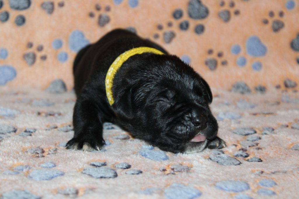du Domaine Des Terres Noires - Chiots disponibles - Cane Corso