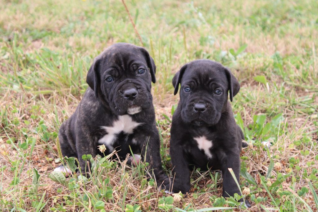 du Domaine Des Terres Noires - Cane Corso - Portée née le 12/07/2025