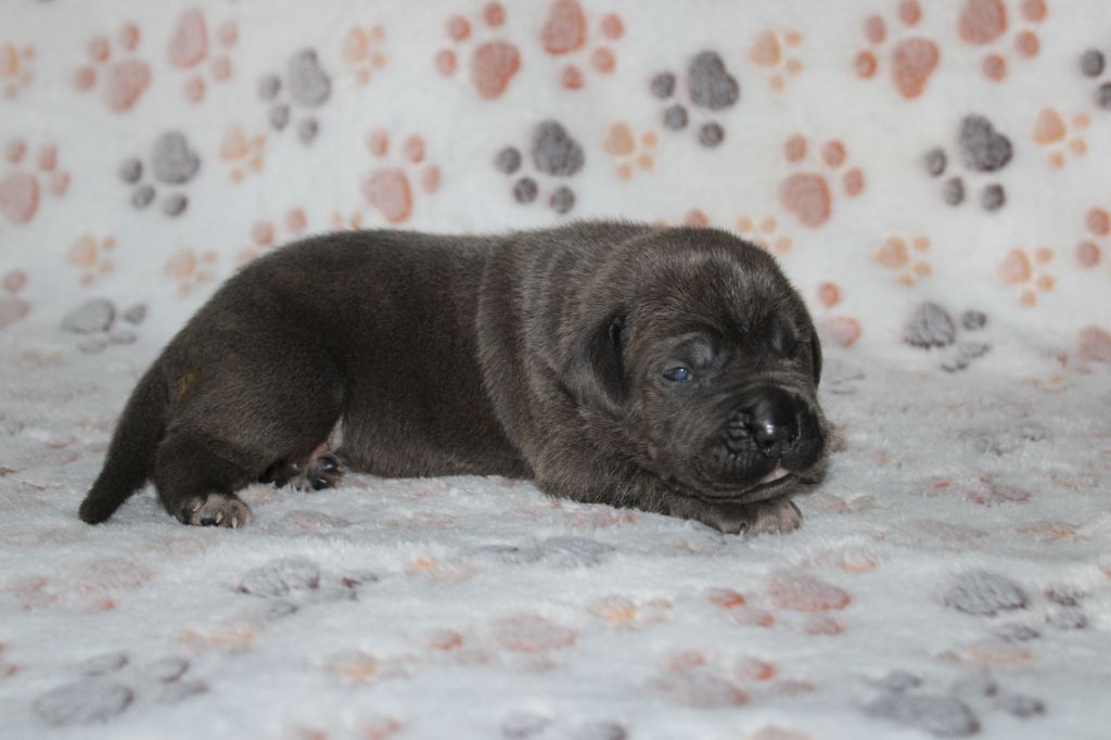 du Domaine Des Terres Noires - Chiots disponibles - Cane Corso
