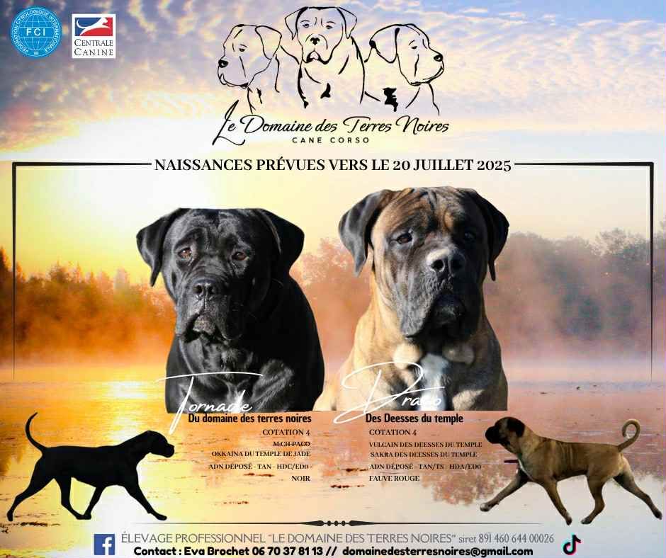 Chiot Cane Corso du Domaine Des Terres Noires