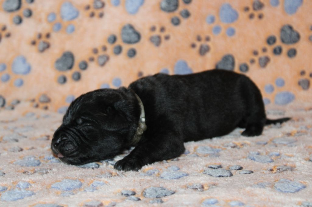 du Domaine Des Terres Noires - Chiots disponibles - Cane Corso