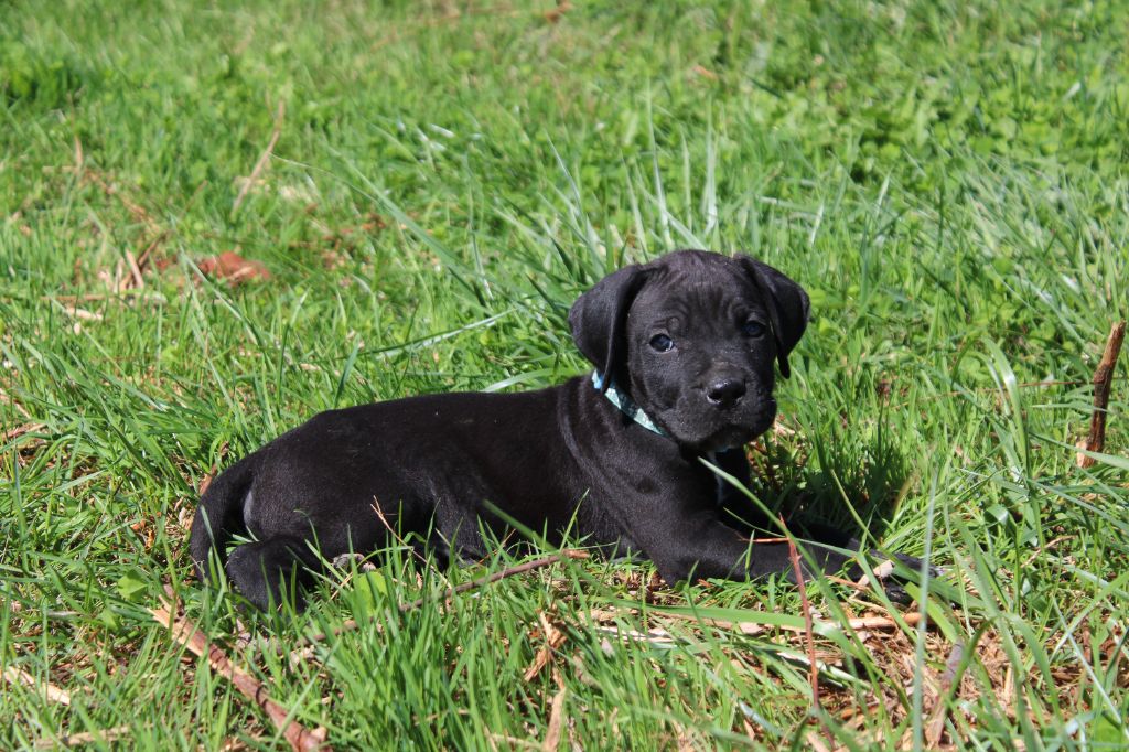 du Domaine Des Terres Noires - Chiots disponibles - Cane Corso