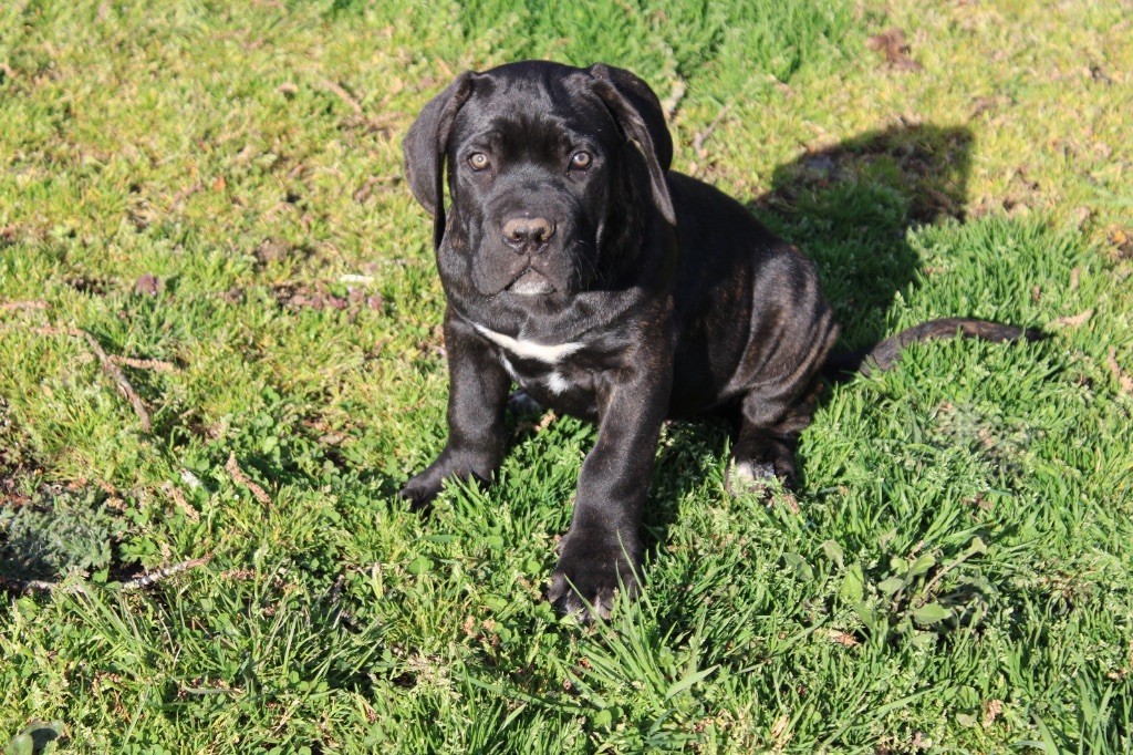 Chiot Cane Corso du Domaine Des Terres Noires