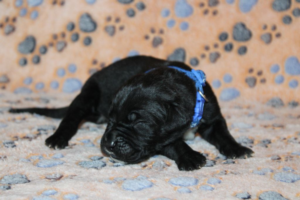du Domaine Des Terres Noires - Chiots disponibles - Cane Corso
