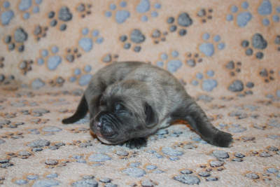 Femelle 2 Sans Collier