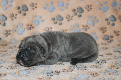 Femelle 5 sans Collier