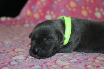 Chiot N°5