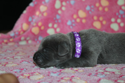 Chiot N°7