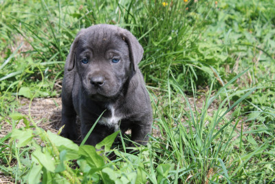 Chiot N°2