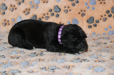Femelle 3 Collier Violet 