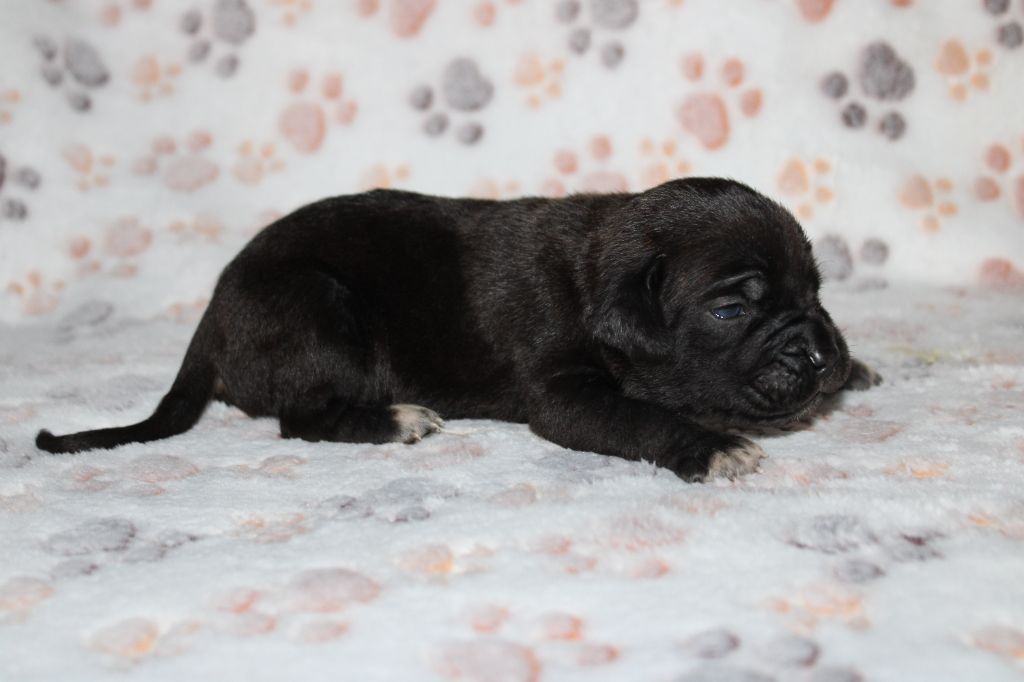 du Domaine Des Terres Noires - Chiots disponibles - Cane Corso