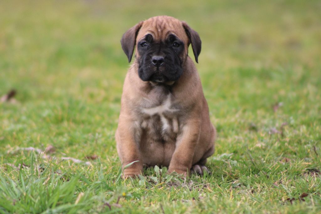 du Domaine Des Terres Noires - Chiots disponibles - Cane Corso