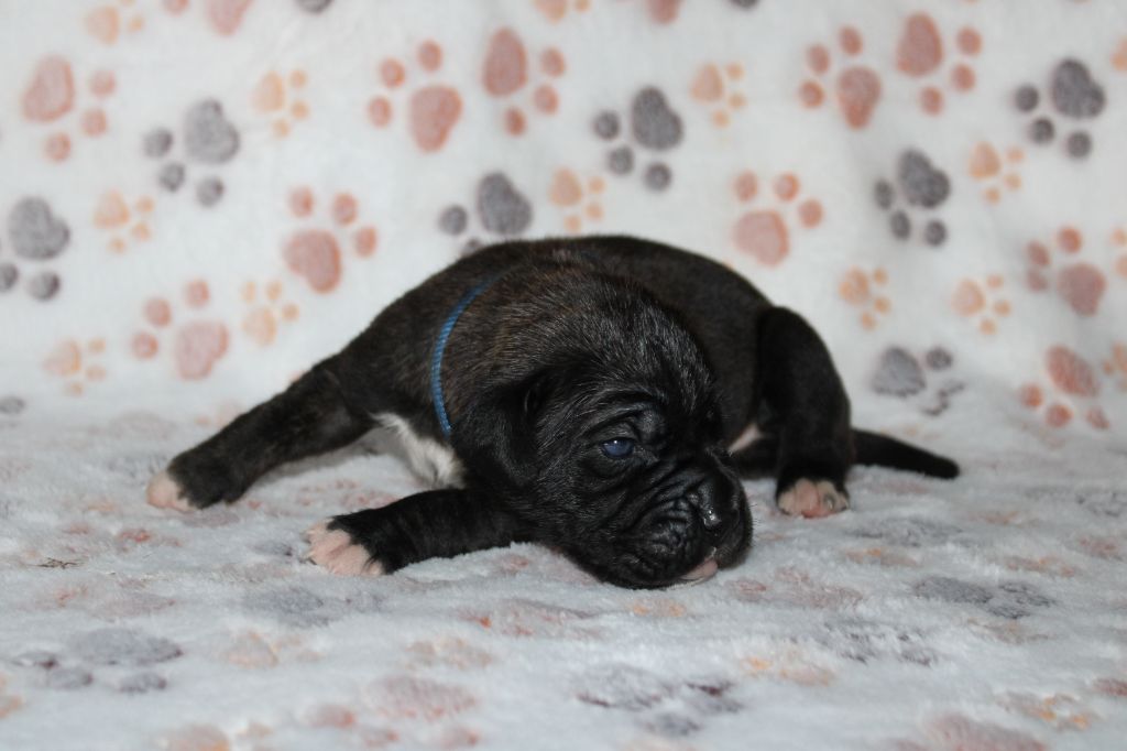 du Domaine Des Terres Noires - Chiots disponibles - Cane Corso