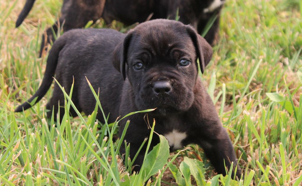du Domaine Des Terres Noires - Chiots disponibles - Cane Corso