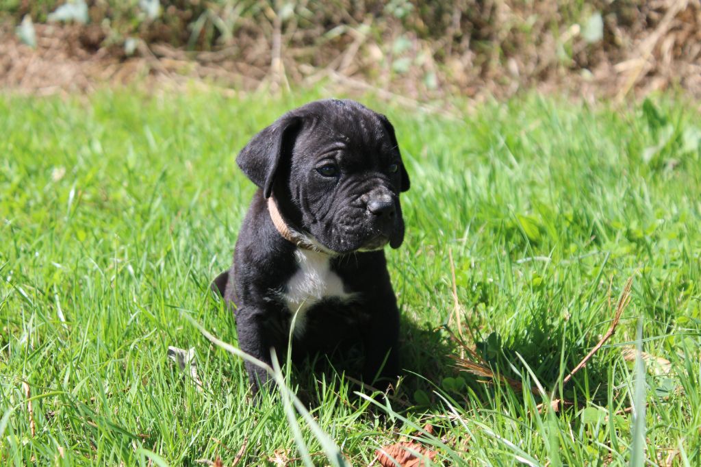 du Domaine Des Terres Noires - Chiots disponibles - Cane Corso
