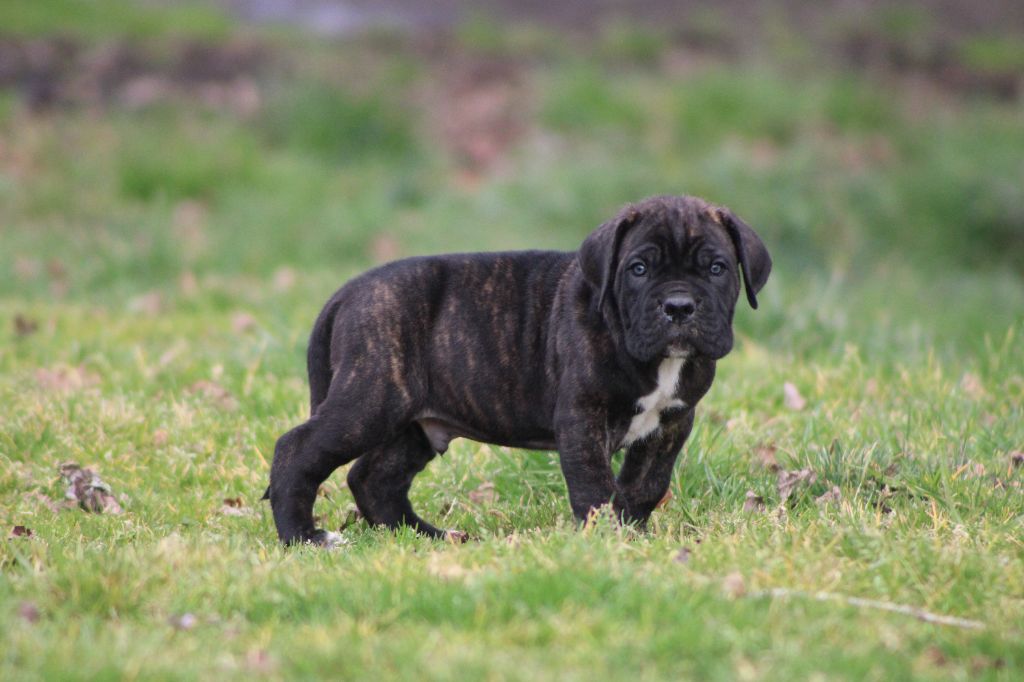 du Domaine Des Terres Noires - Chiots disponibles - Cane Corso