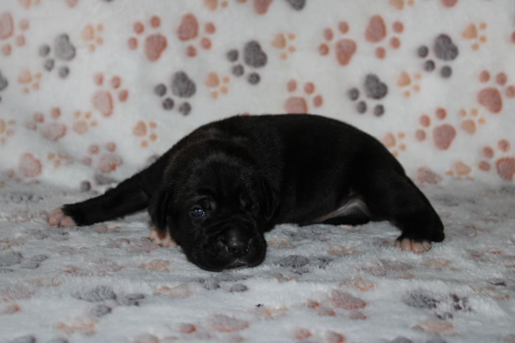 du Domaine Des Terres Noires - Chiots disponibles - Cane Corso